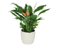 Peace lily plant in a white pot with an orange butterfly ornament.