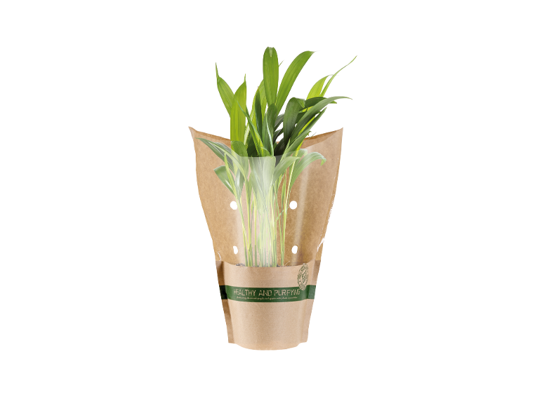 Potted plant in brown paper packaging, with 'HEALTHY AND PURIFYING' printed.