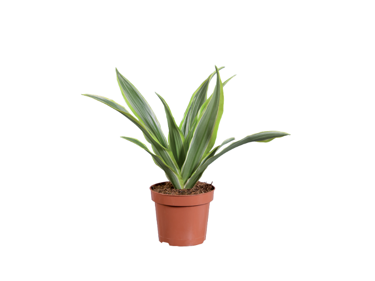 Indoor plant with green and white leaves in a brown pot.