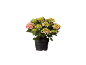 Potted hydrangea with pink and green flowers