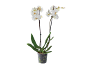 White orchid in a transparent pot with green leaves and dark stems.