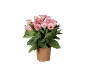 Potted plant with pink lisianthus flowers and green leaves.