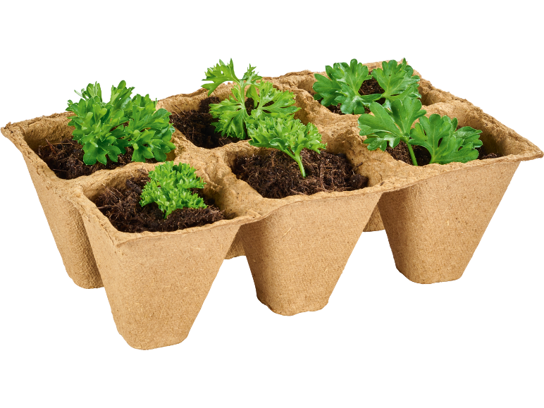 Parsley seedlings in a biodegradable seed tray.