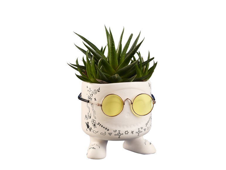 Succulent plant in a white pot with yellow sunglasses and doodle drawings.