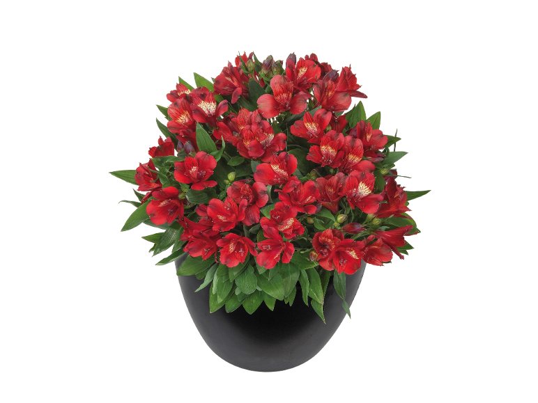 Red alstroemeria plant in a black pot.