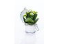 Kalanchoe plant with white flowers in a glass jar with an open lid.