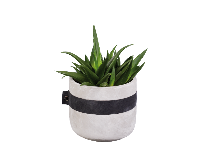 Potted plant in a white pot with a black band.