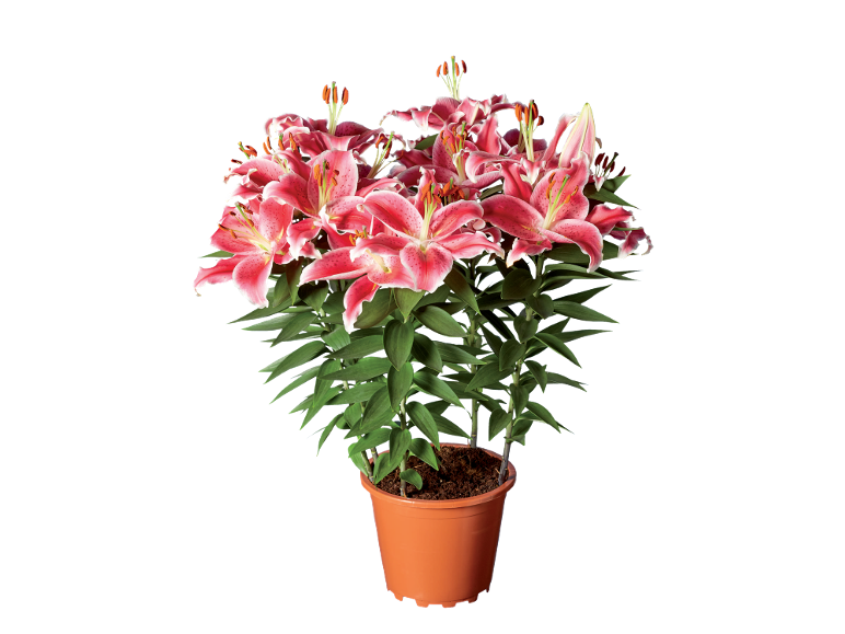 Pink lilies in a terracotta pot against a black background.
