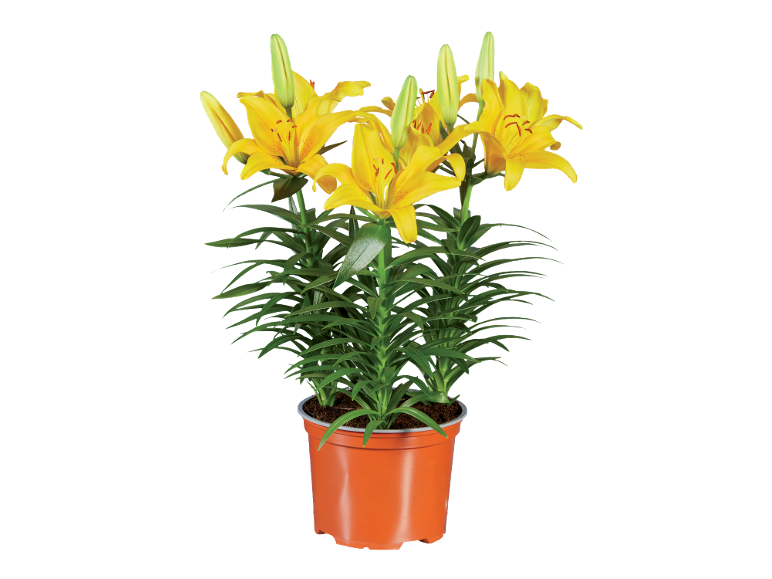 Yellow lilies in an orange pot on a black background