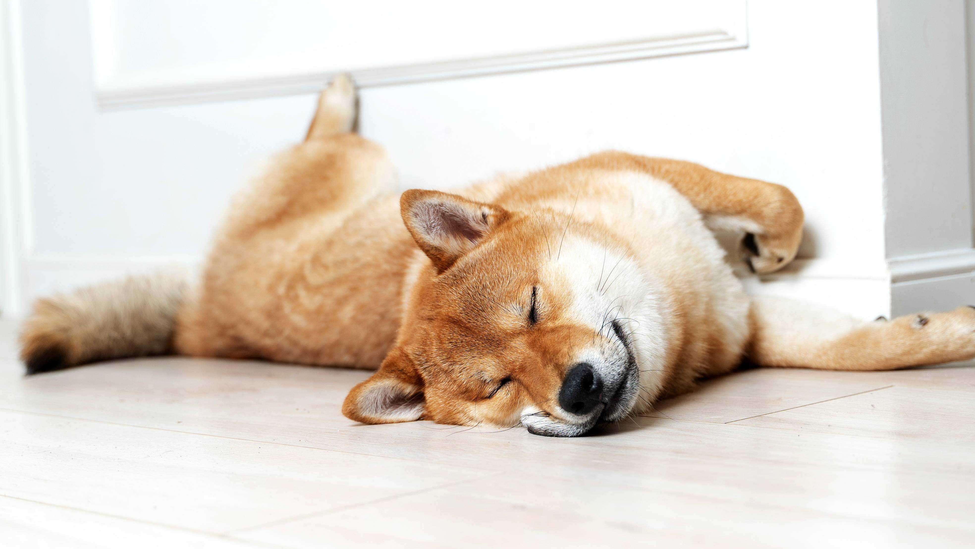 Sleeping Shiba Inu dog lying on the floor by the wall.
