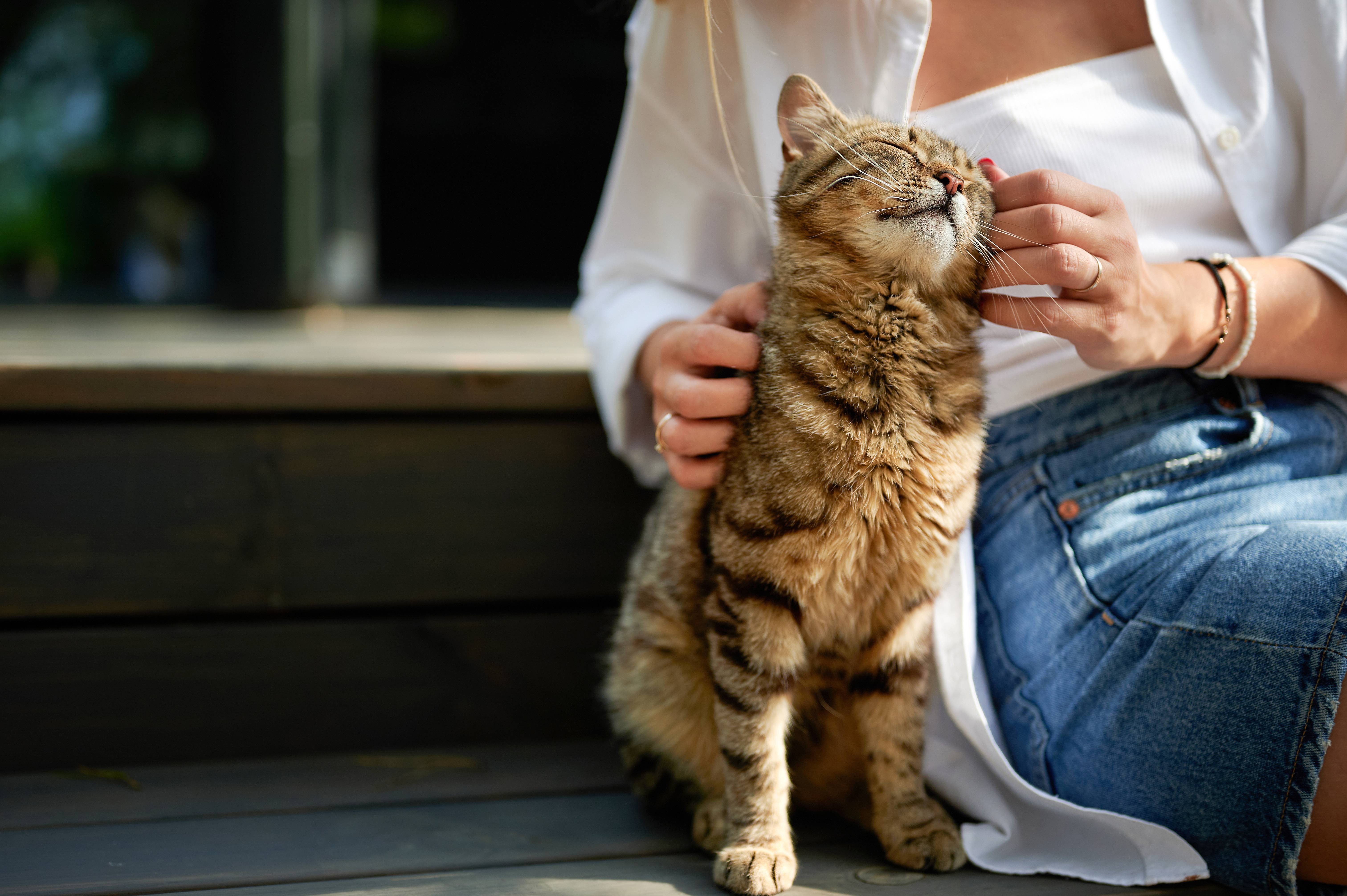 Woman petting a tabby cat that is squinting its eyes in pleasure.