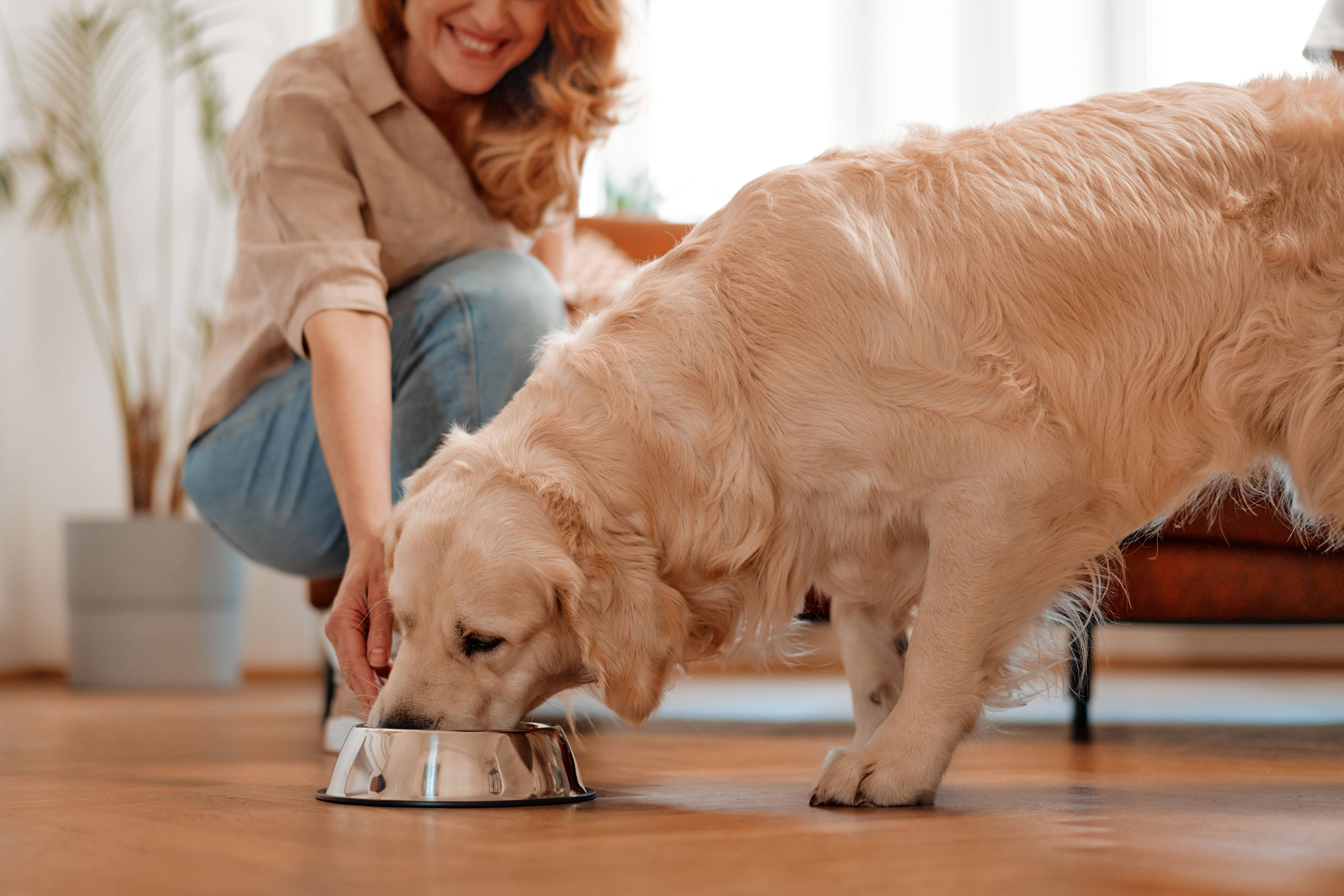 Woman feeding dog from a bowl on the floor.