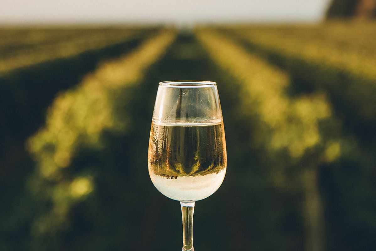 Glass of white wine in a vineyard.