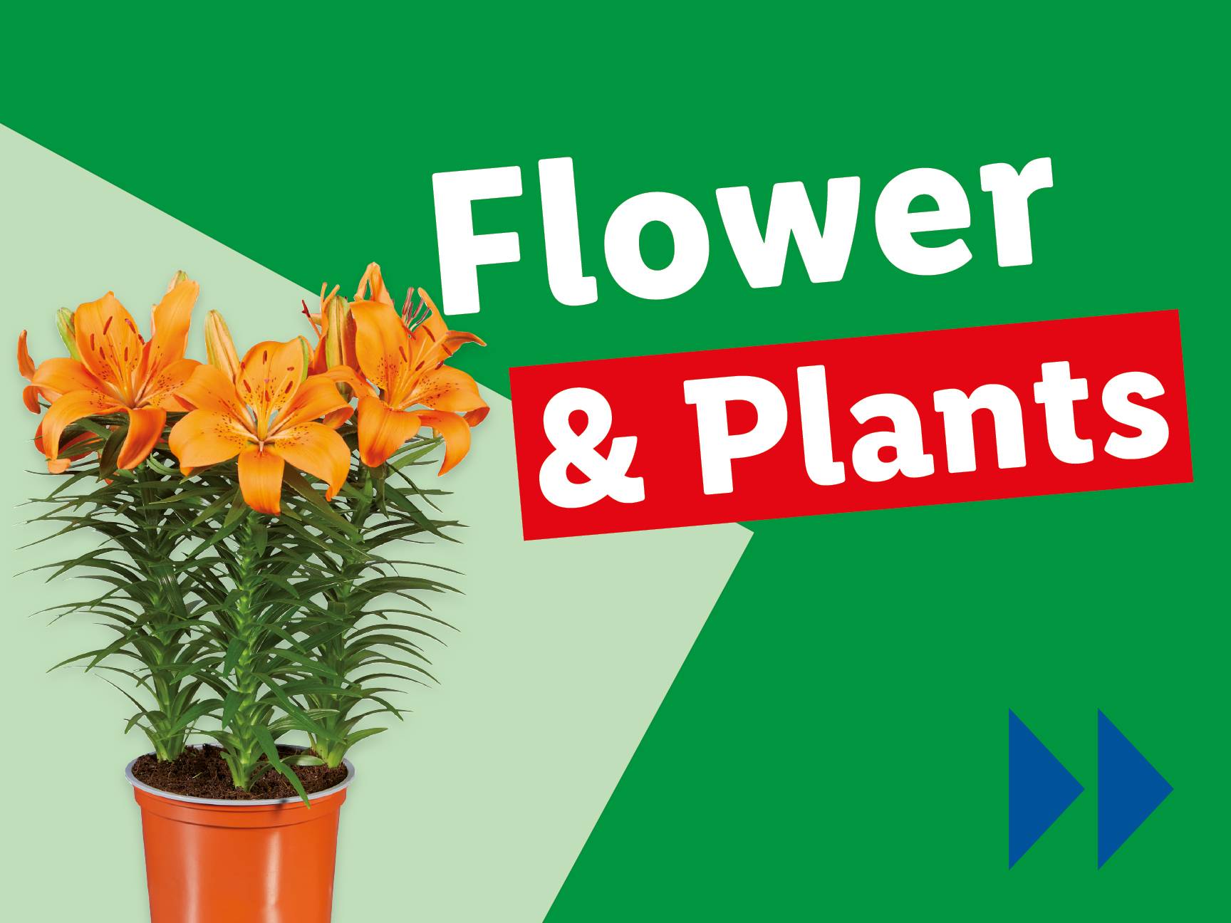 Flower and plants.