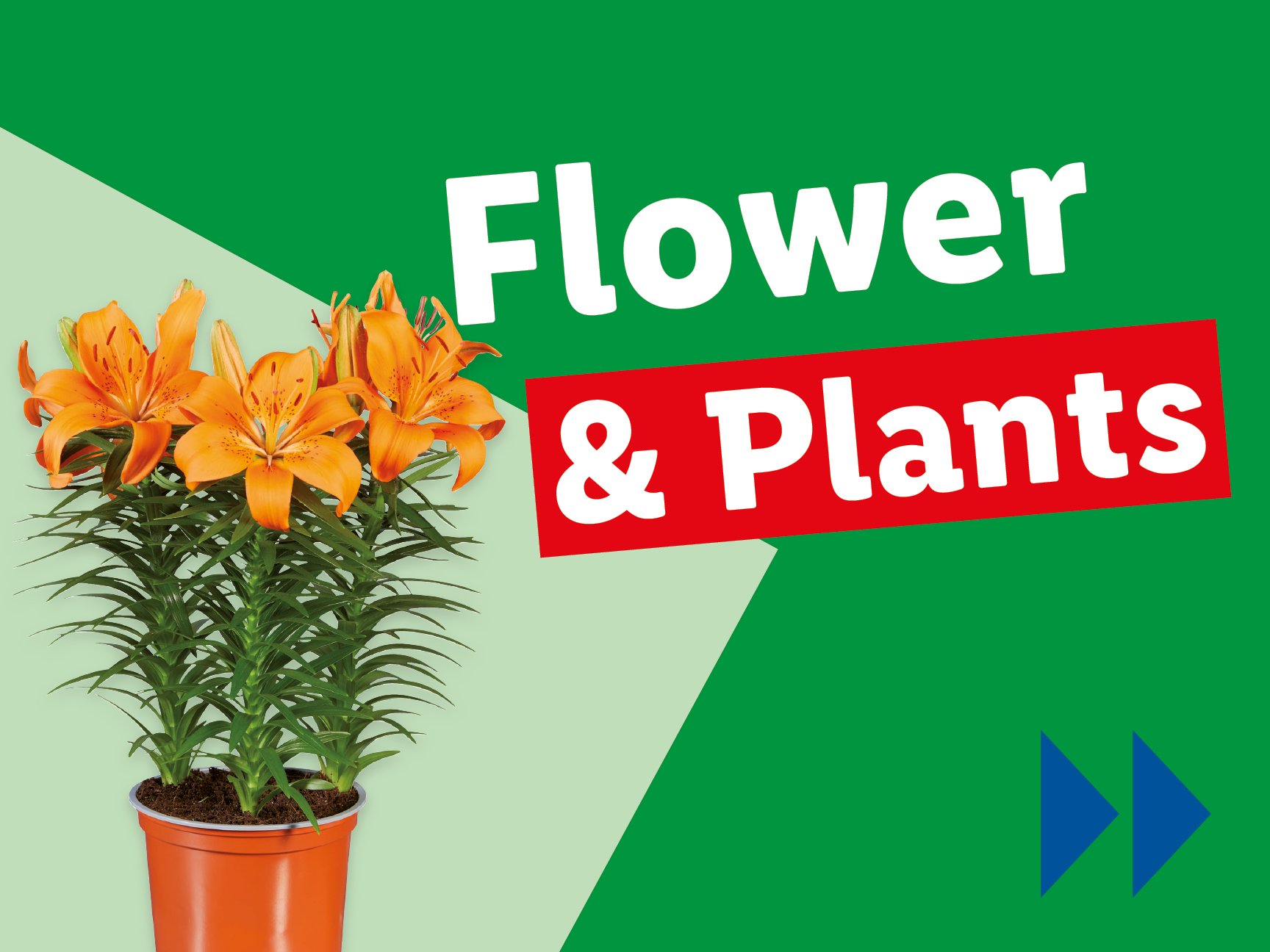 Flower and plants.