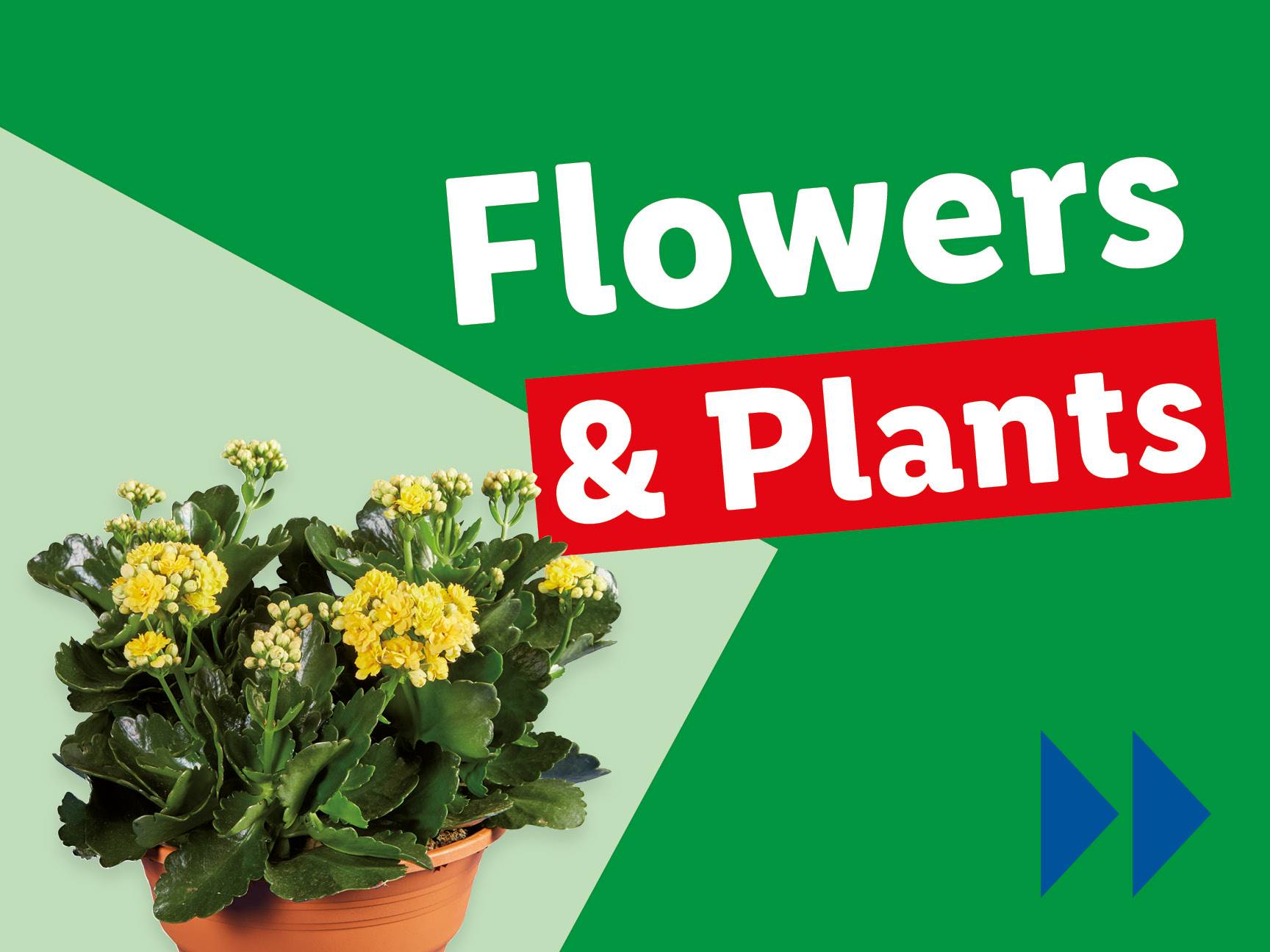 Flowers & Plants