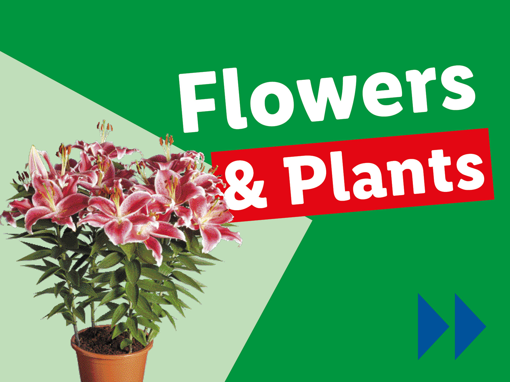 A potted lily plant with pink flowers and green leaves, with text 'Flowers & Plants'.