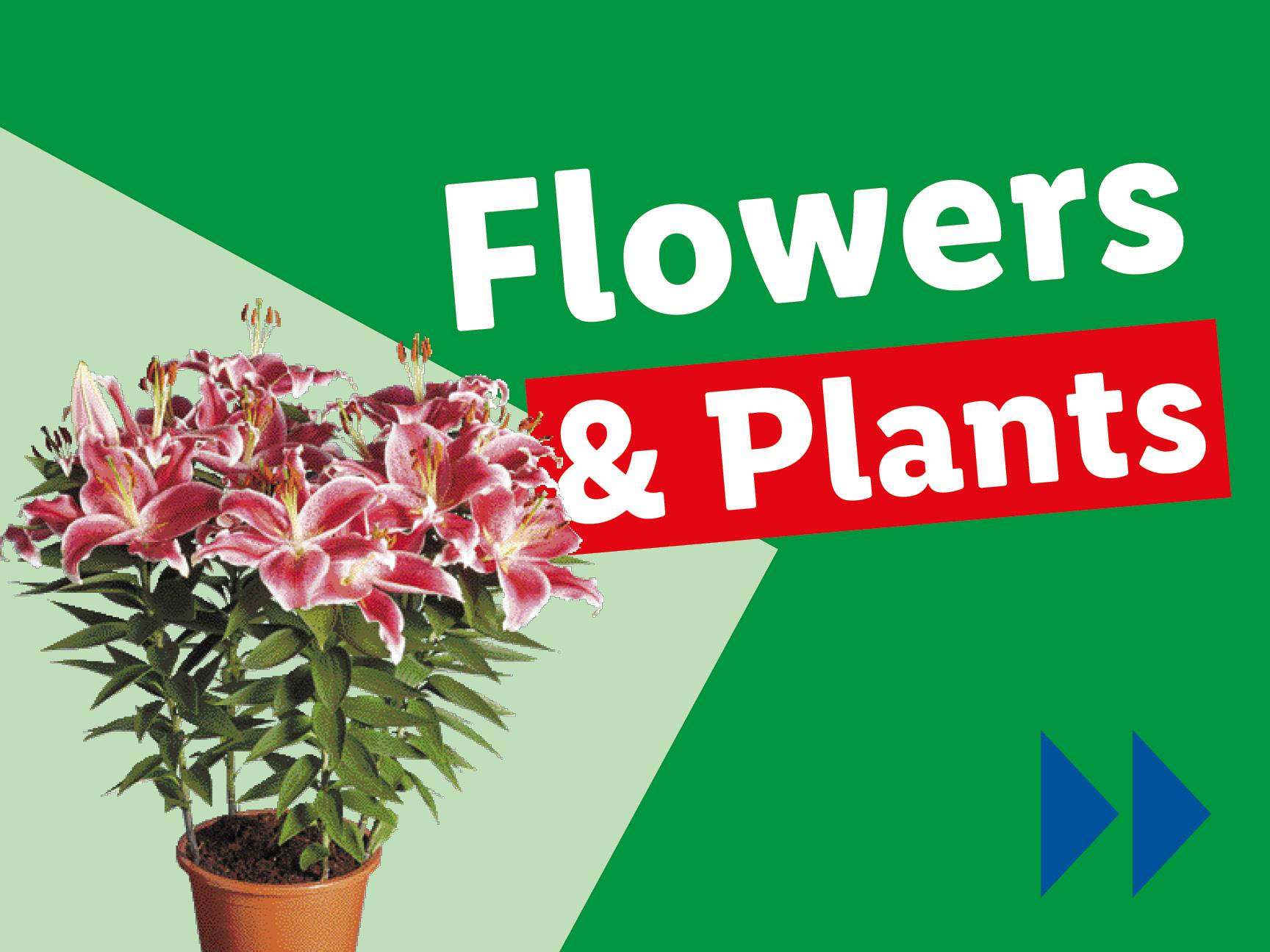 A potted plant with pink lilies and text 'Flowers & Plants' on a green background.
