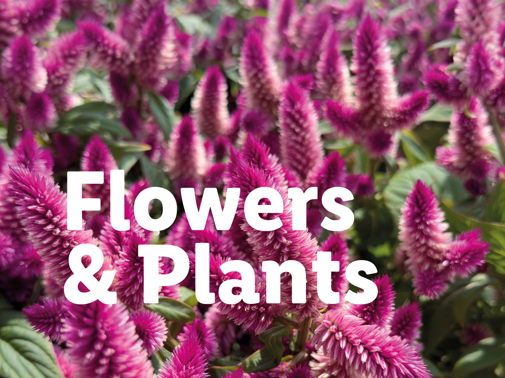 Pink flowers with text overlay: Flowers & Plants