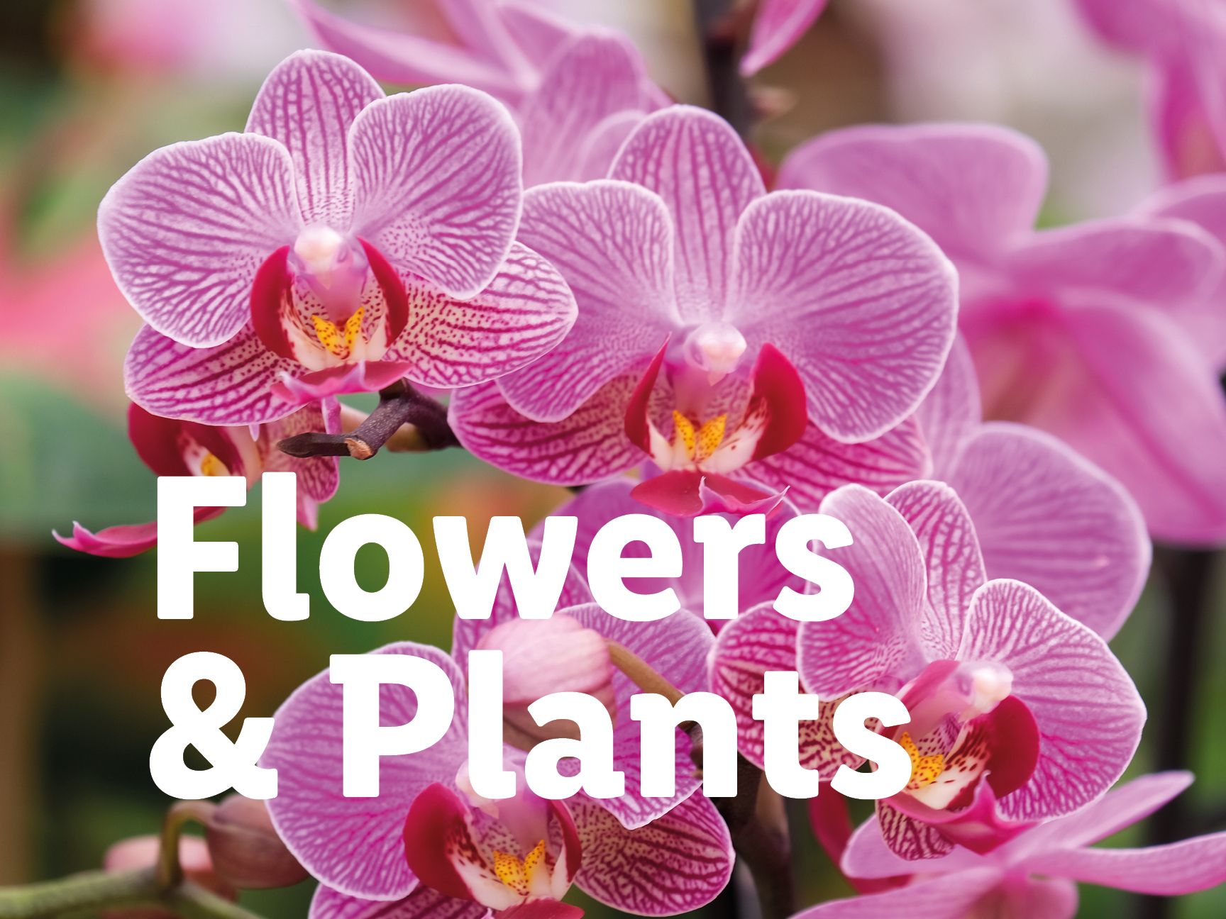 Pink orchids with the text 'Flowers & Plants' overlaid.