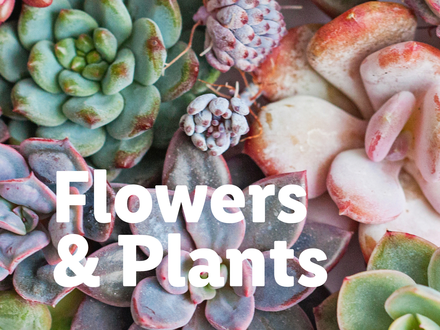 A variety of succulents with text overlay 'Flowers & Plants'