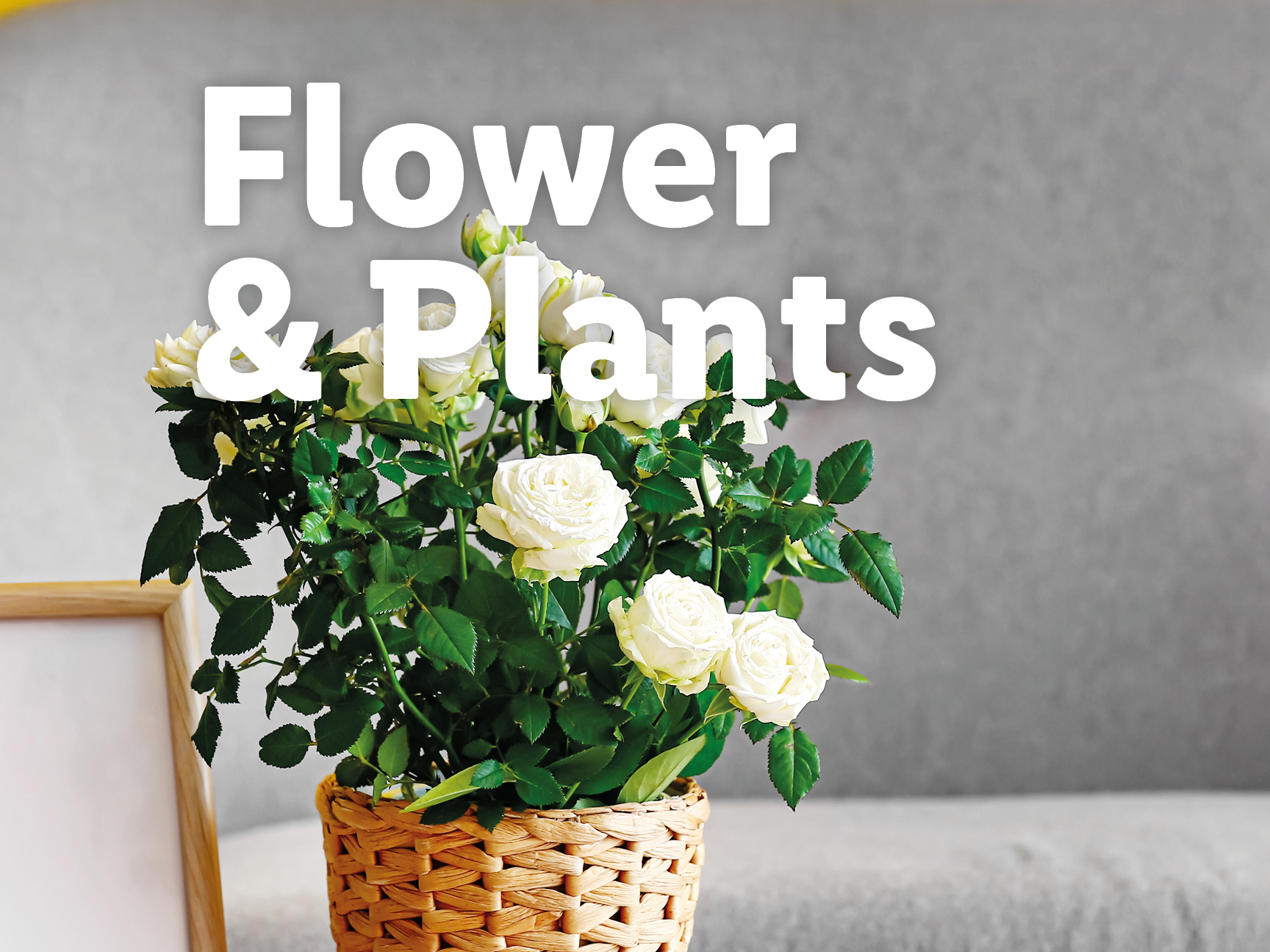 Flower & Plants