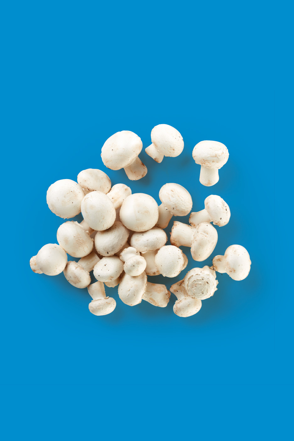 A pile of fresh white button mushrooms on a vibrant blue background.