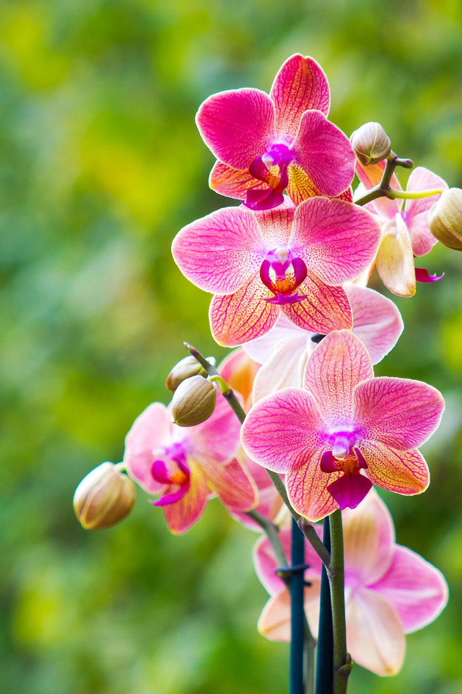 Vibrant pink and yellow orchids with green background