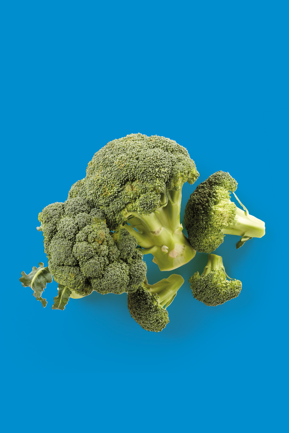 Fresh green broccoli florets and stalks scattered on a vibrant blue background.