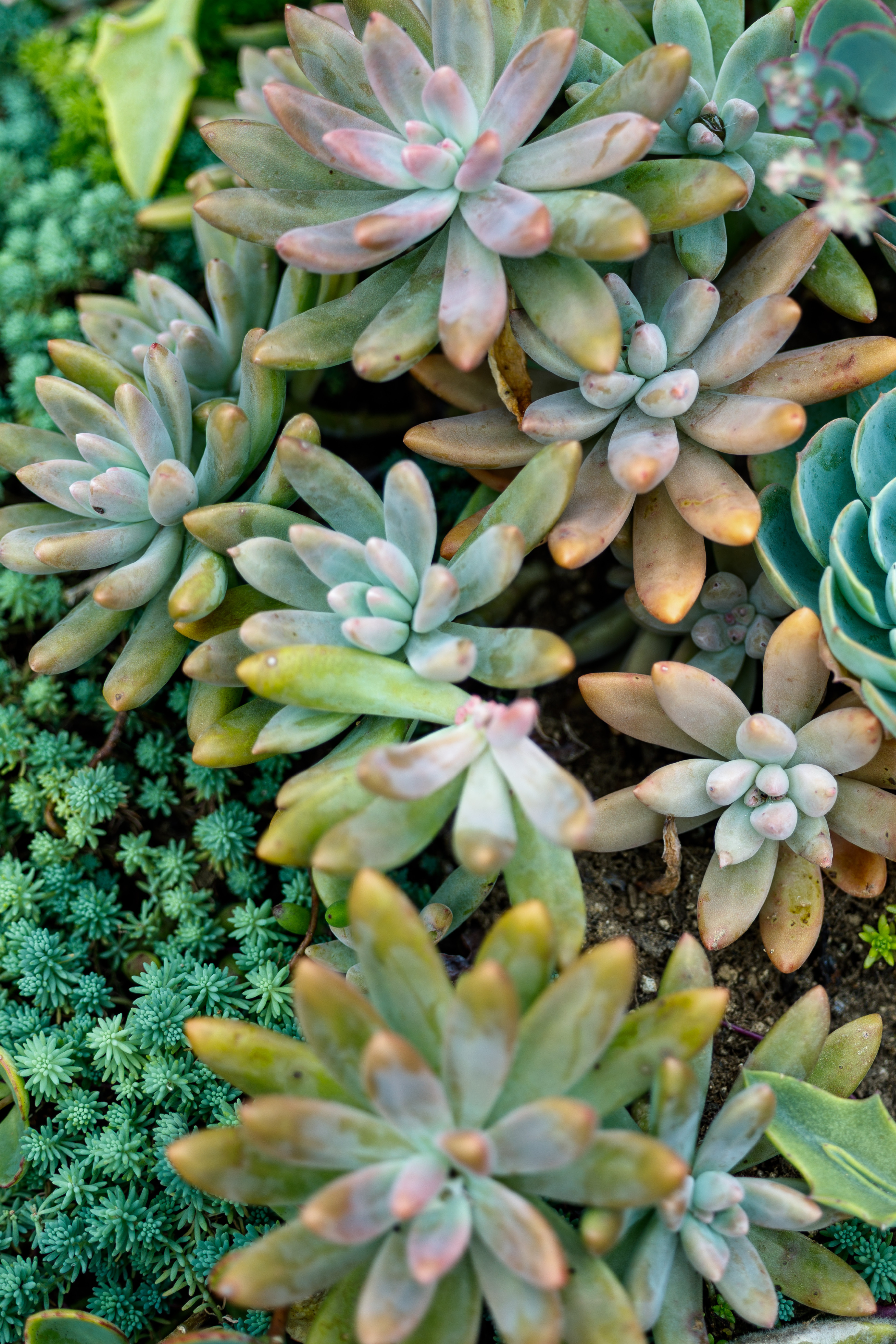 Close-up of various succulents with green and reddish-brown leaves, some in rosette shapes.