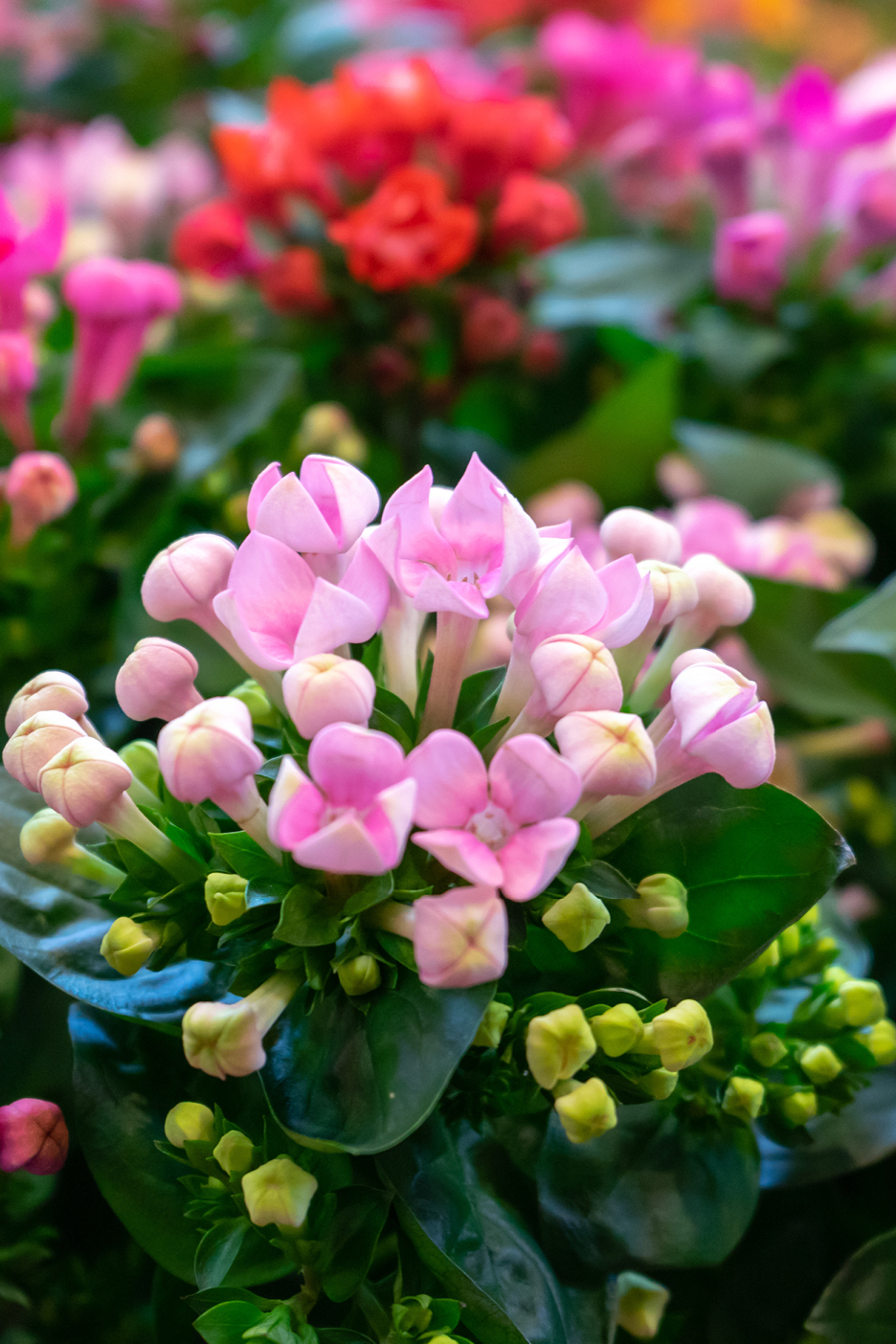 Close-up of vibrant pink and red flowering plants with green leaves.