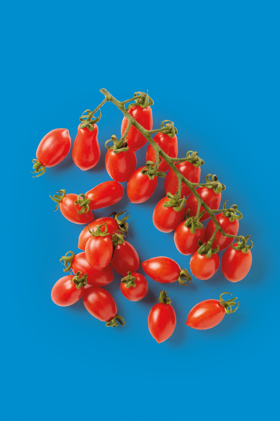 Several clusters of fresh, ripe red cherry tomatoes on the vine against a blue background.