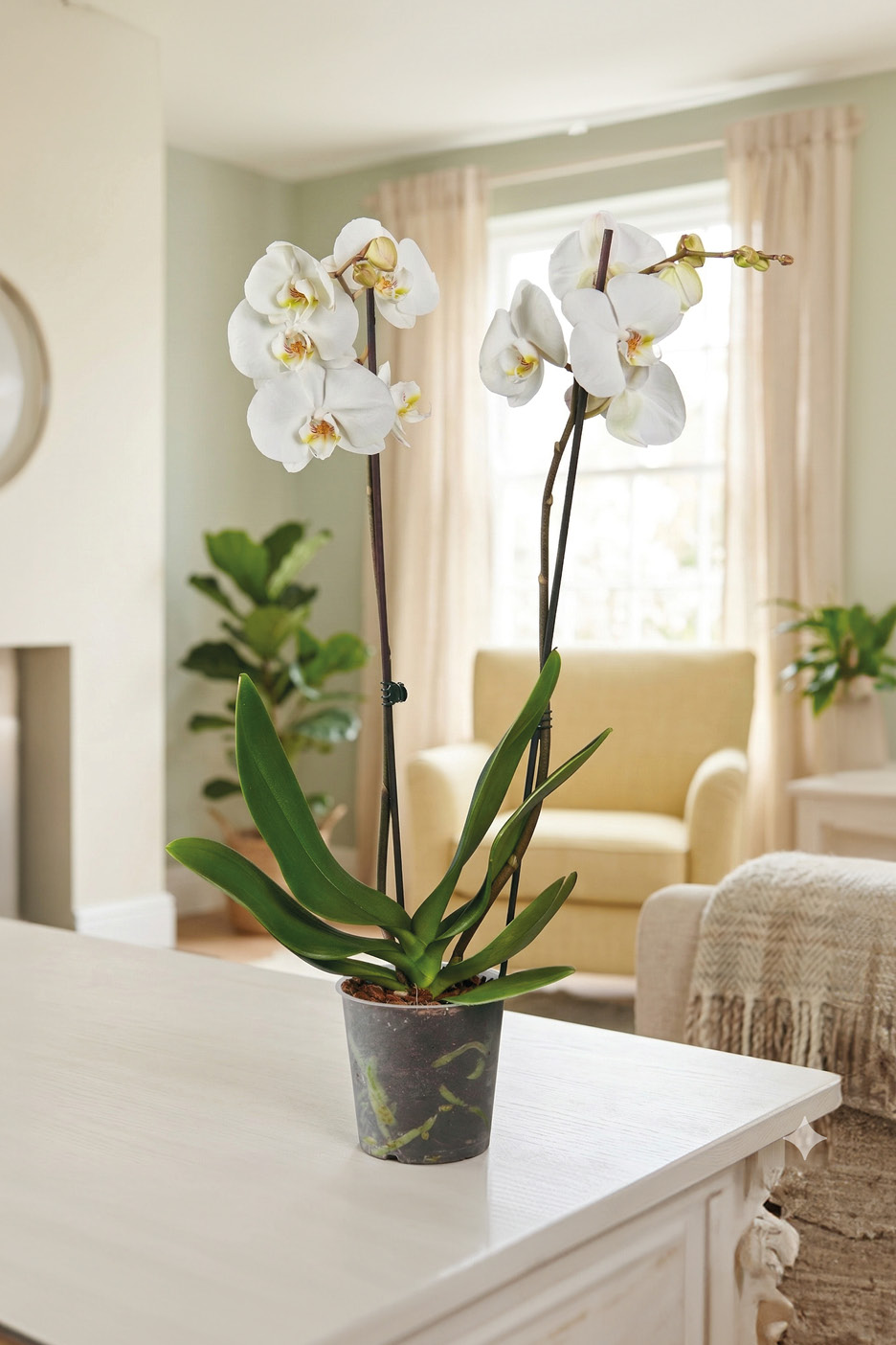 White orchid plant with green leaves in a pot on a white table in a living room.