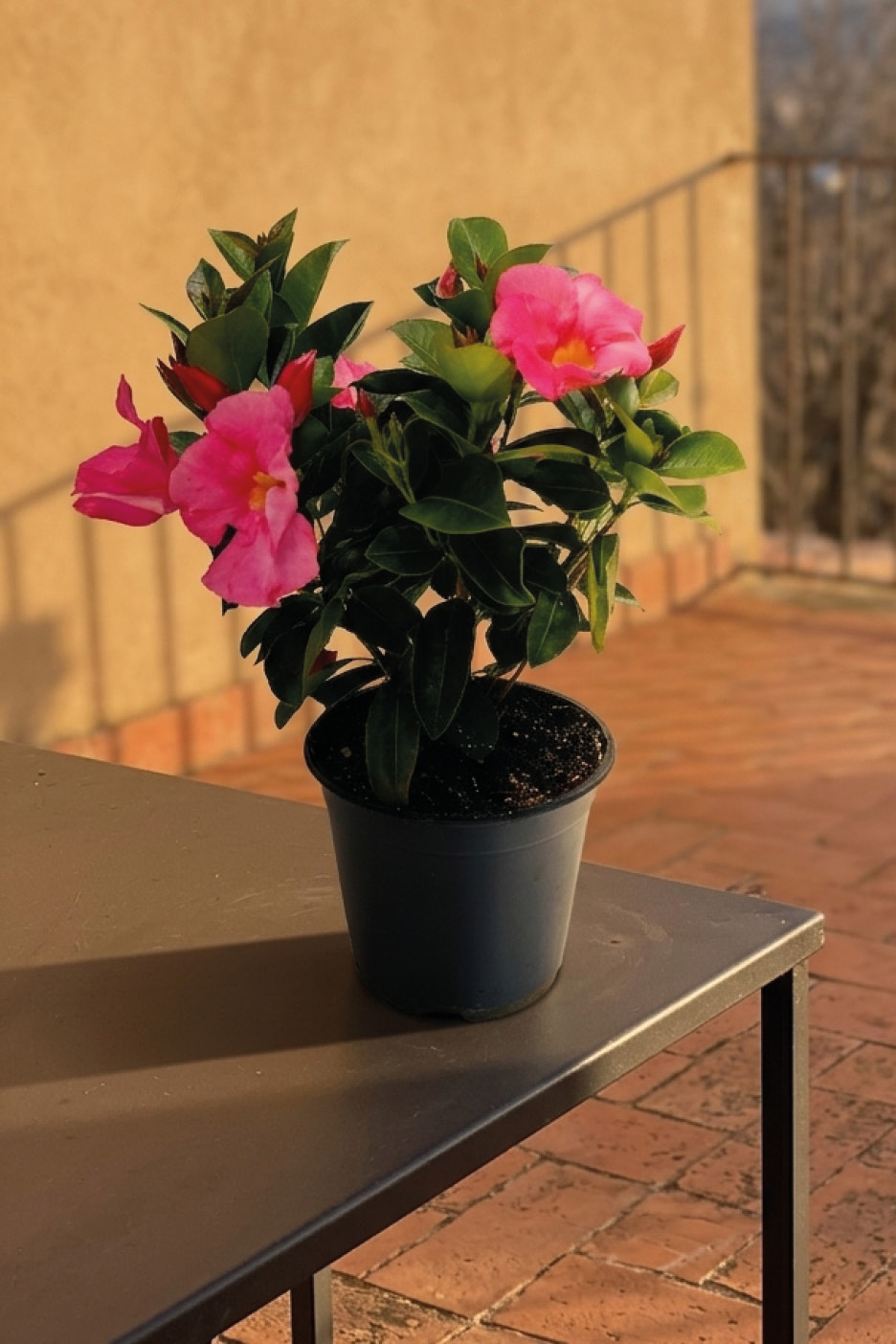 Pink flowering plant in a pot on a table outdoors.