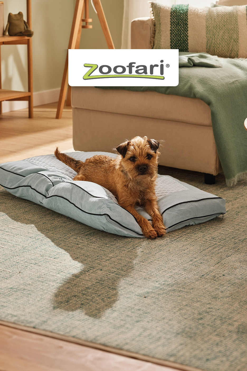 A terrier dog resting on a light blue dog bed in a living room.