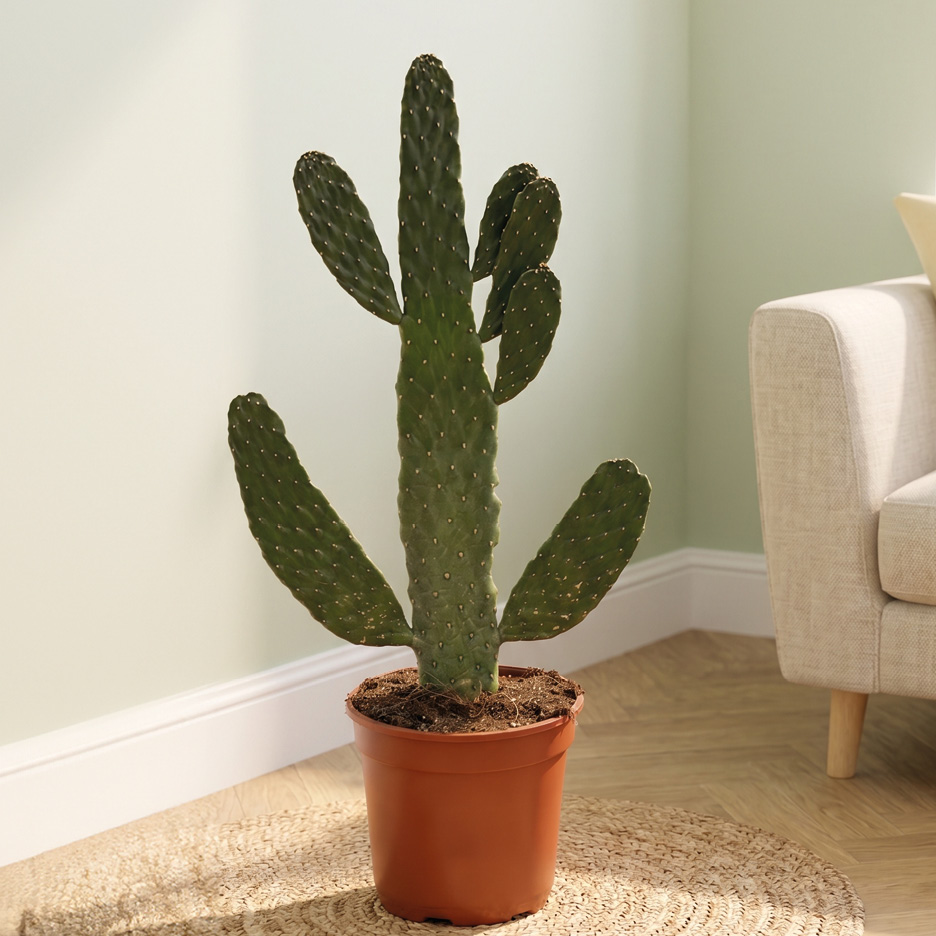 Large prickly pear cactus in a brown pot on a woven mat, next to a beige sofa.
