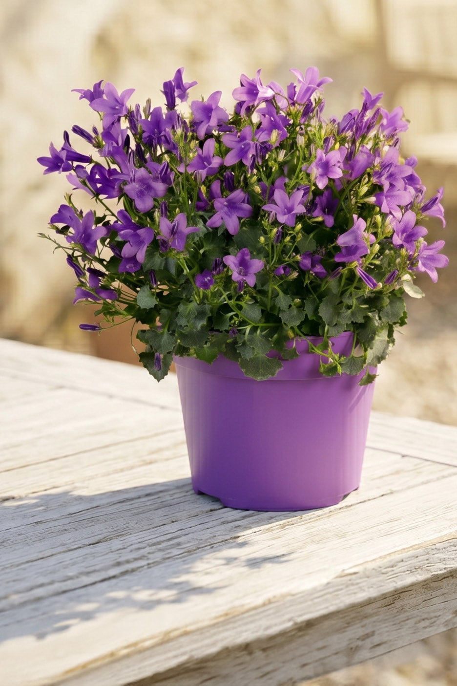 Purple bellflowers in a purple pot on a weathered wooden surface.