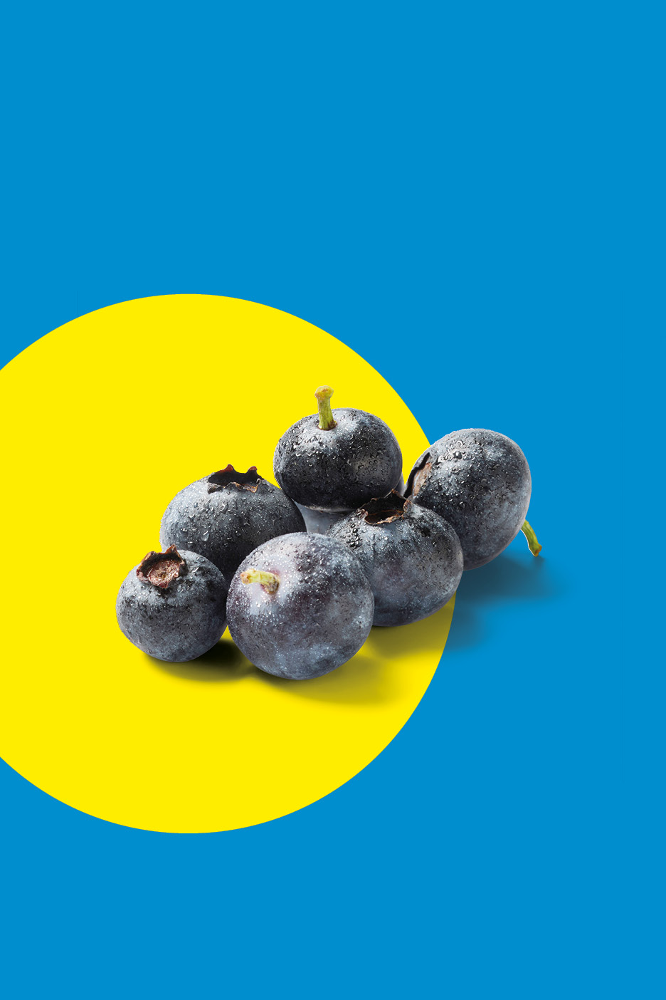 Fresh blueberries with water droplets on a blue and yellow background.