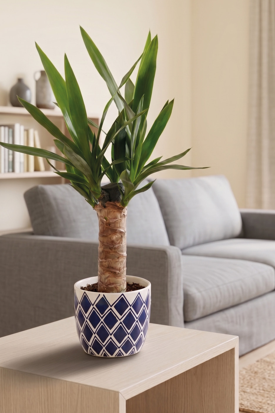Yucca plant in a blue and white patterned pot on a light wooden side table.