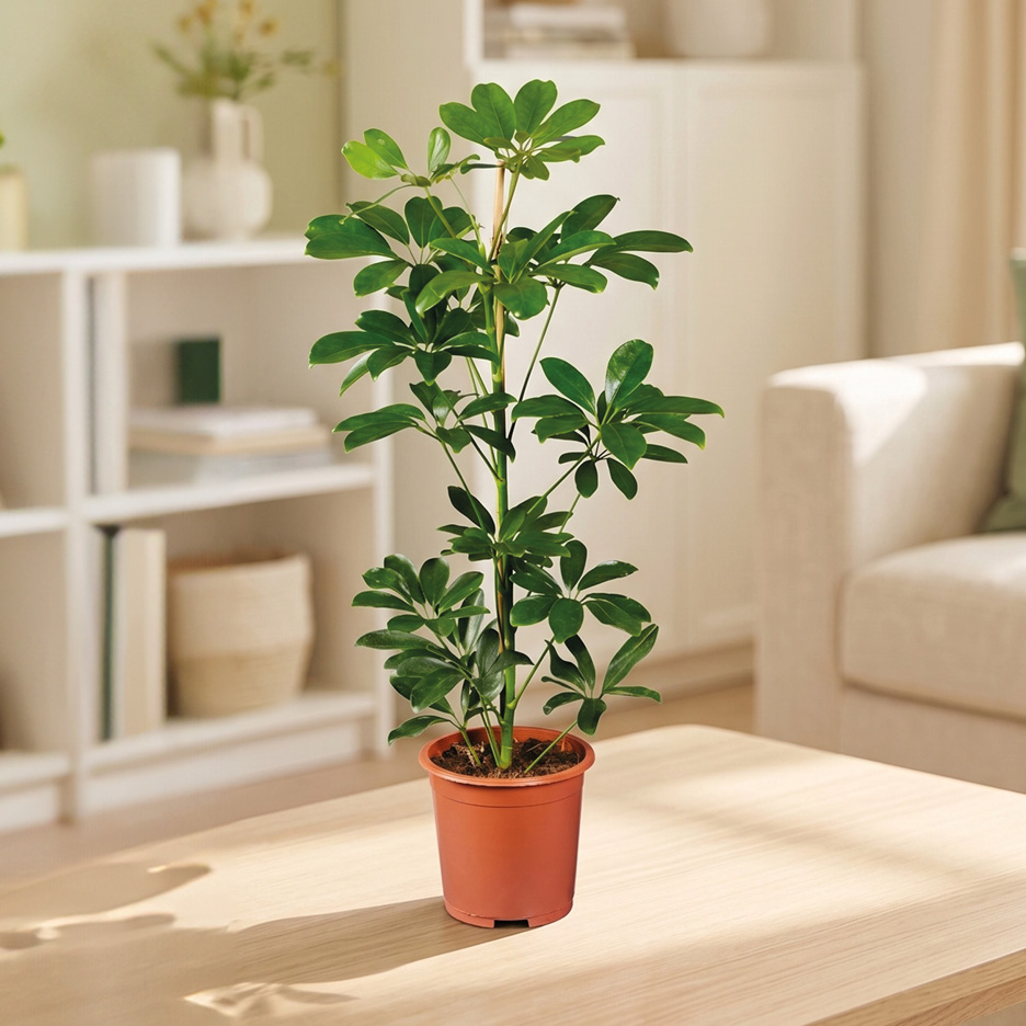 Potted umbrella tree on a wooden table in a bright living room.