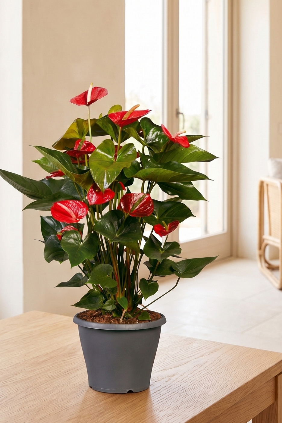 A vibrant red anthurium plant in a grey pot on a wooden table, with a bright window in the background.