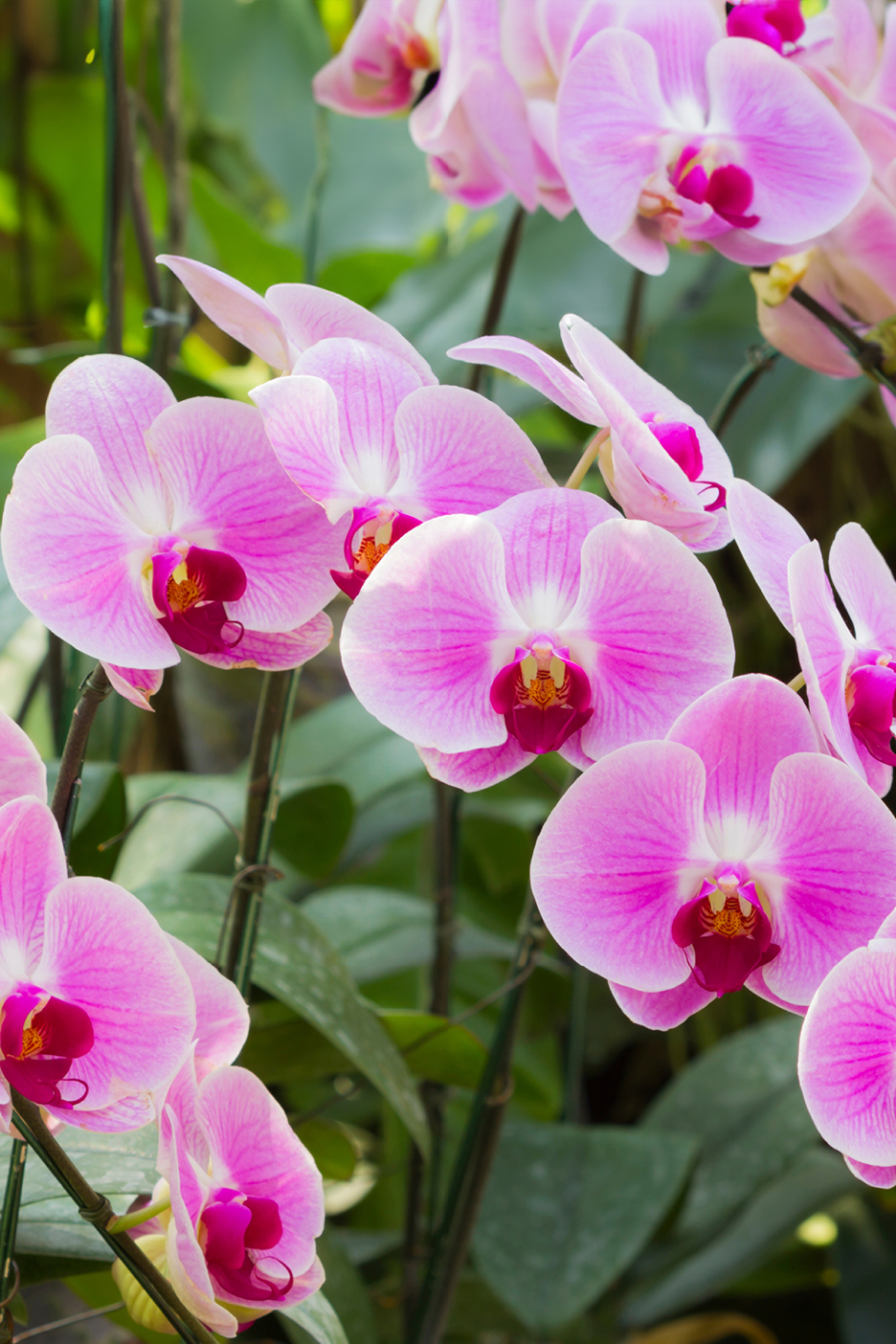 Close-up of vibrant pink orchids with dark centers and green foliage in the background