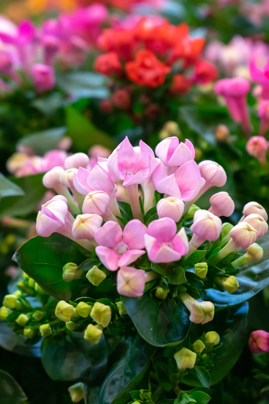 Close-up of pink and red Kalanchoe flowers in bloom.