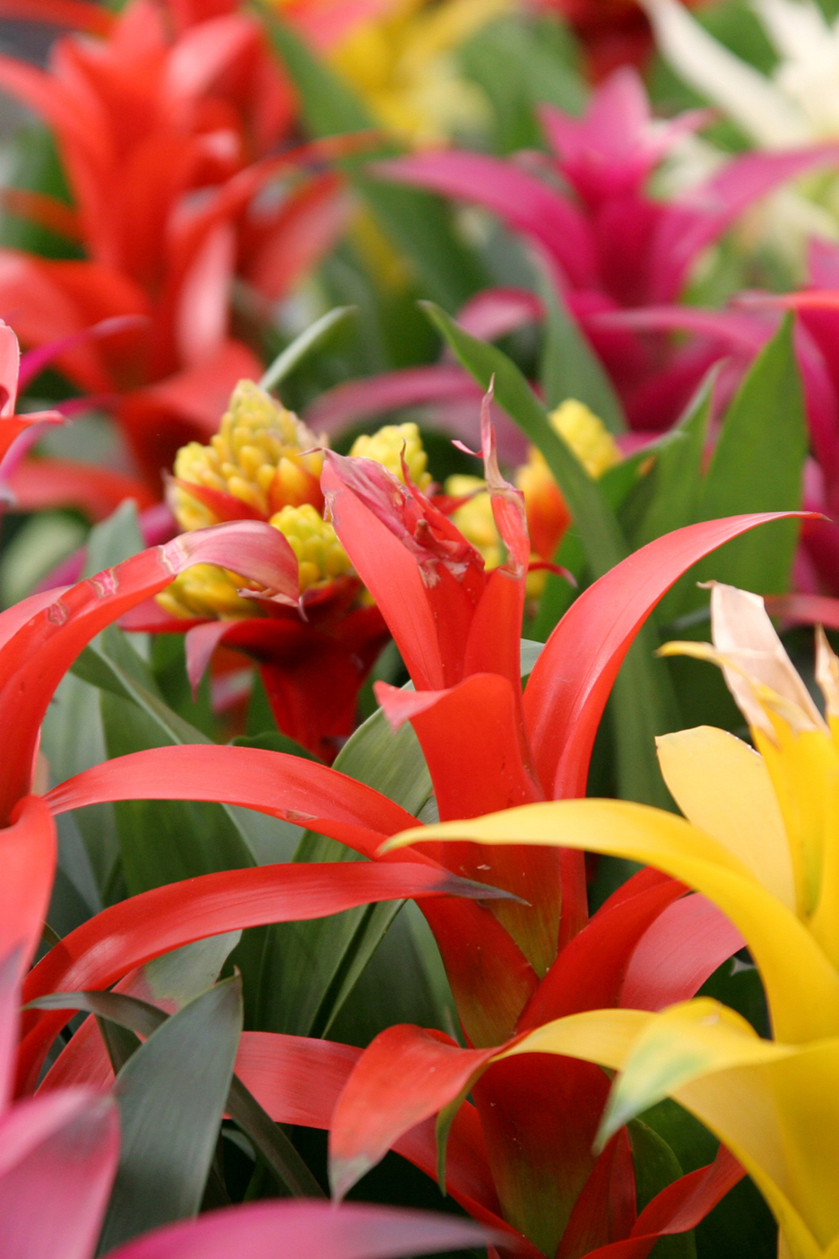 A vibrant close-up of red, yellow, and pink bromeliad flowers with green foliage.