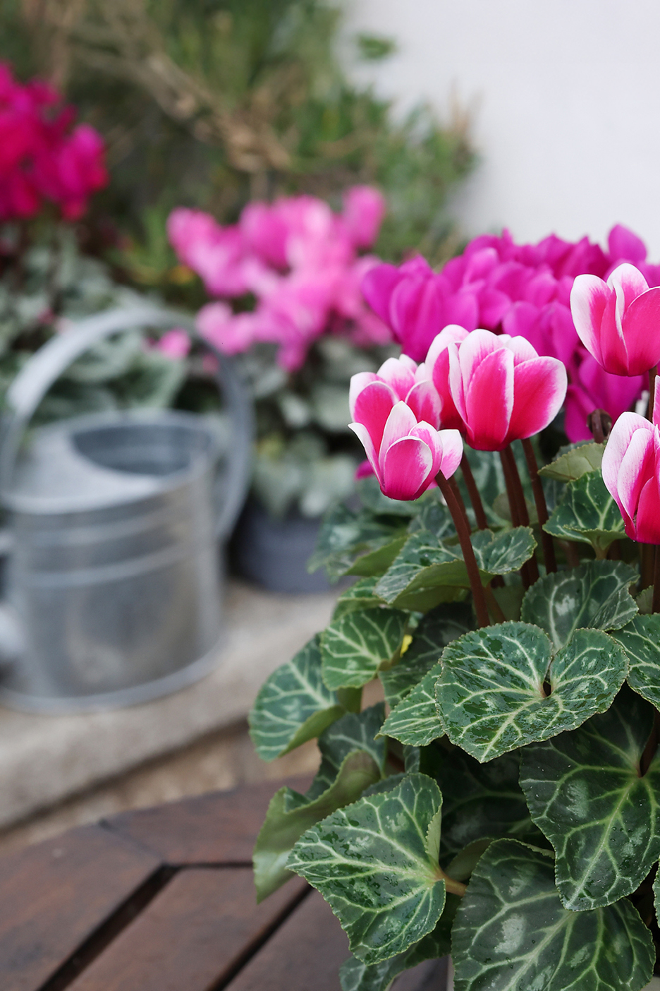 Pink and white cyclamen flowers in pots with a watering can in the background.