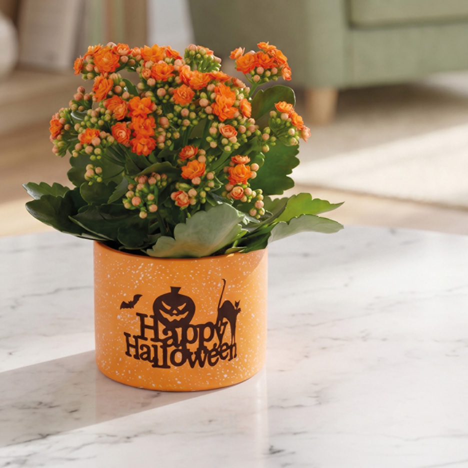 Orange Kalanchoe plant in a Happy Halloween themed pot on a marble table.