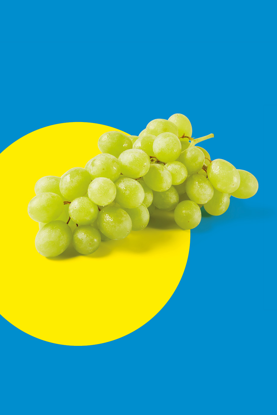 A bunch of fresh green grapes on a yellow and blue background.