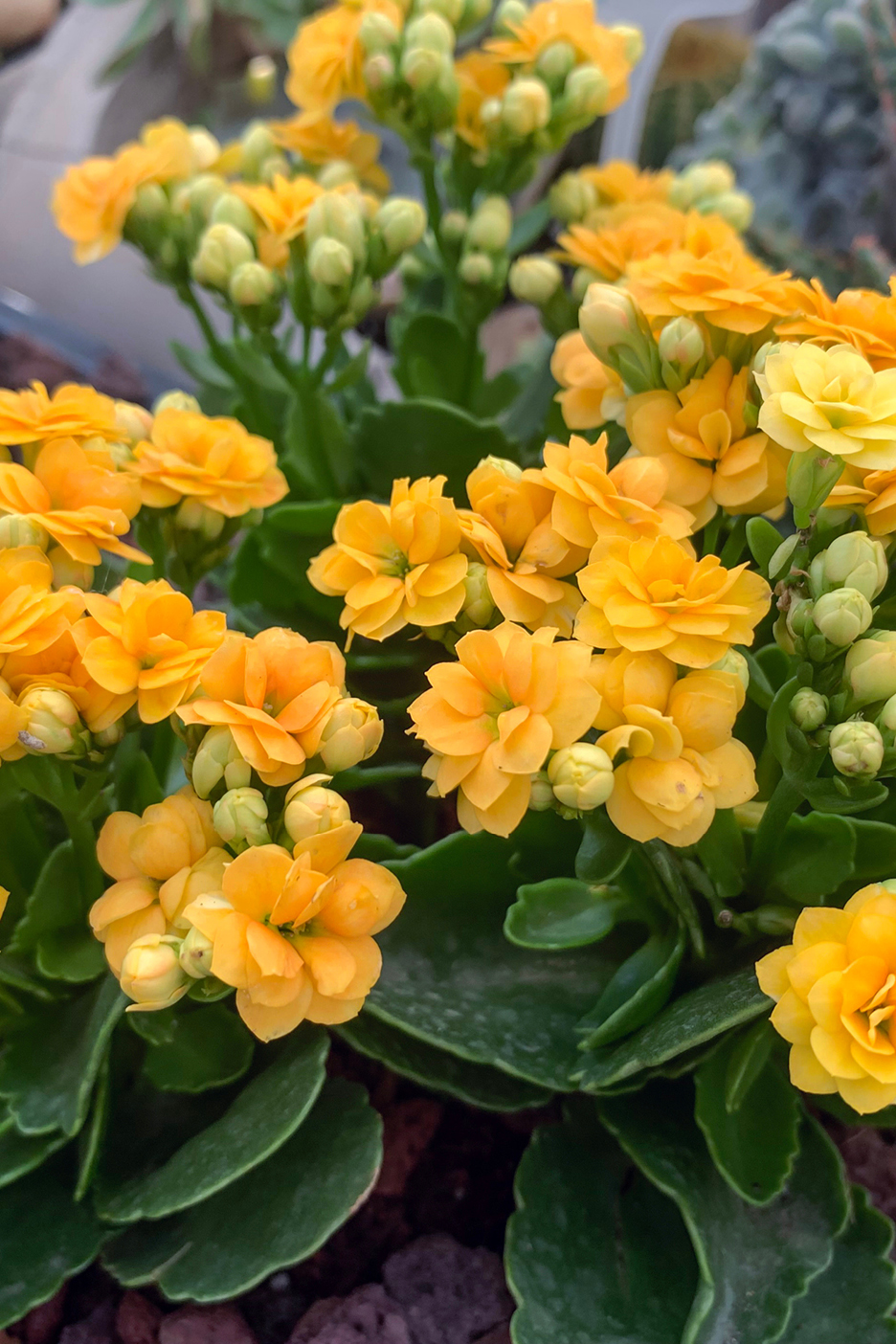 Close-up of vibrant yellow Kalanchoe flowers with green leaves