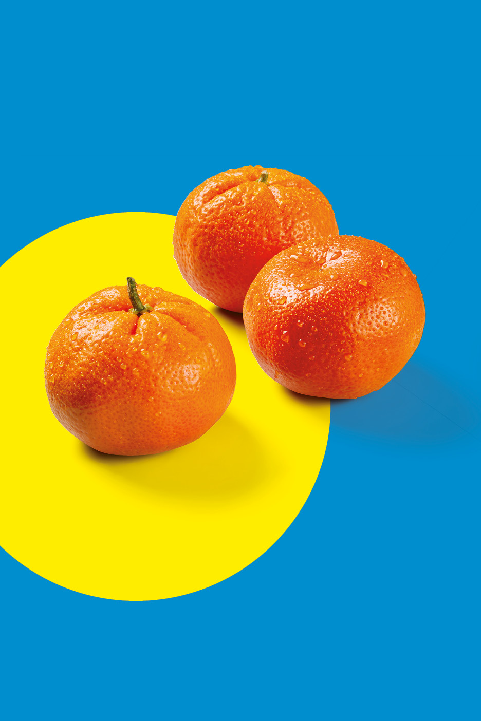 Three fresh mandarins with water droplets on a yellow and blue background.