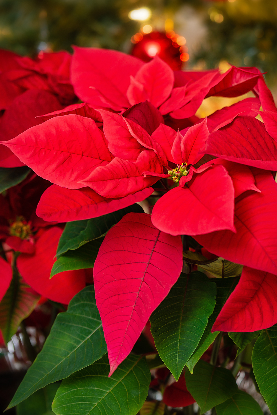 Vibrant red poinsettia plant with green leaves, set against a blurred festive background.